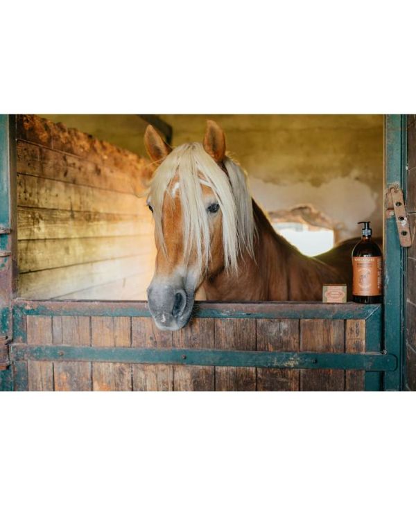 Olivenölseife für Leder